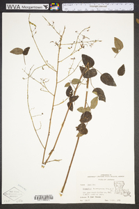 Desmodium laevigatum image