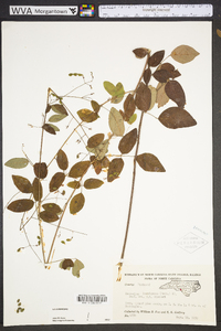 Desmodium laevigatum image