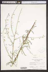 Desmodium strictum image