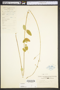 Desmodium obtusum image