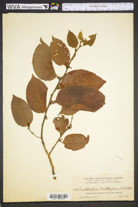 Dalbergia ecastaphyllum image