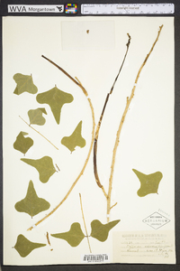 Erythrina herbacea image