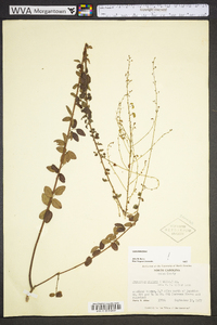 Desmodium ciliare image