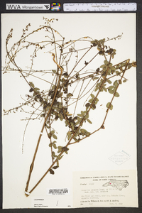 Desmodium ciliare image