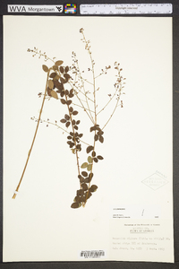 Desmodium ciliare image