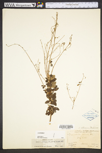 Desmodium ciliare image