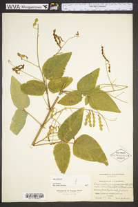 Desmodium canescens image