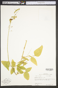 Desmodium canescens image