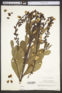 Crotalaria spectabilis image