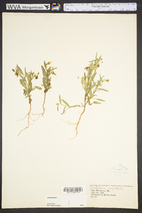 Crotalaria sagittalis image