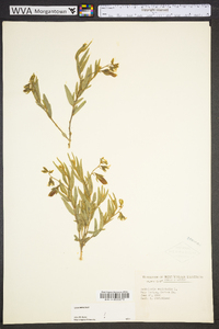 Crotalaria sagittalis image