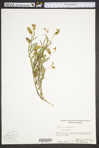 Crotalaria sagittalis image