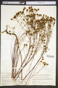 Dalea pinnata image