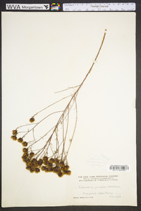 Dalea pinnata image