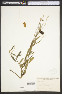 Crotalaria purshii image