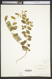 Crotalaria rotundifolia image