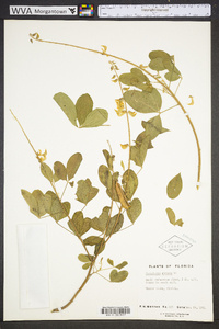 Crotalaria pallida image