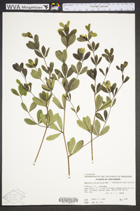 Baptisia nuttalliana image