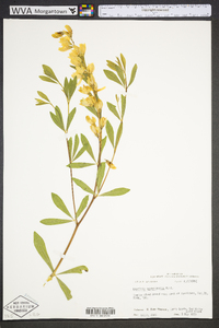 Baptisia sphaerocarpa image