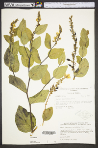 Baptisia simplicifolia image