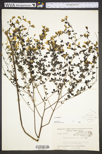 Baptisia tinctoria image