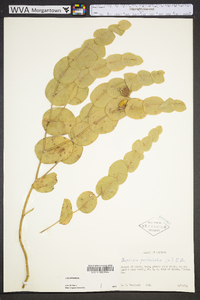 Baptisia perfoliata image