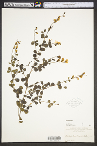 Baptisia tinctoria image