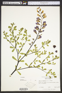 Baptisia australis image