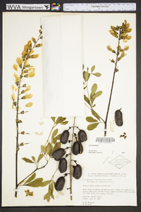 Baptisia alba image