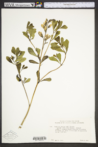 Baptisia alba image