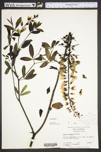 Baptisia alba image