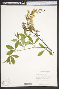 Baptisia alba image