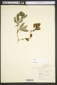 Baptisia bracteata image