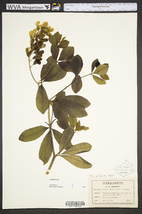 Baptisia cinerea image