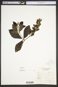 Baptisia cinerea image