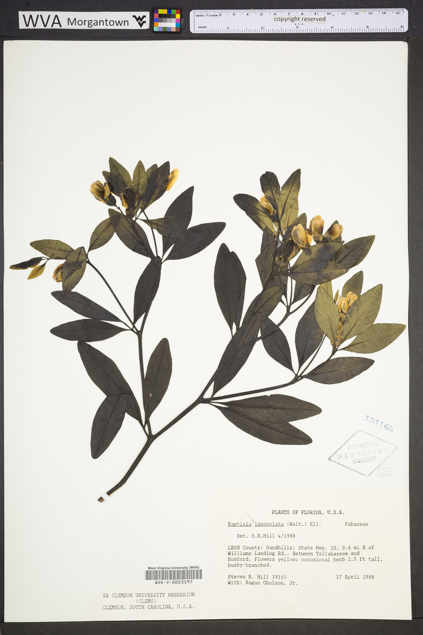 Baptisia lanceolata image