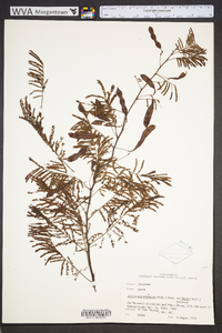 Acacia angustissima image