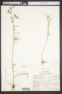 Aeschynomene americana image