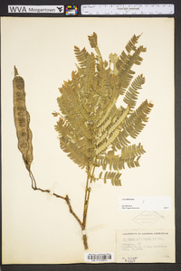 Albizia julibrissin image