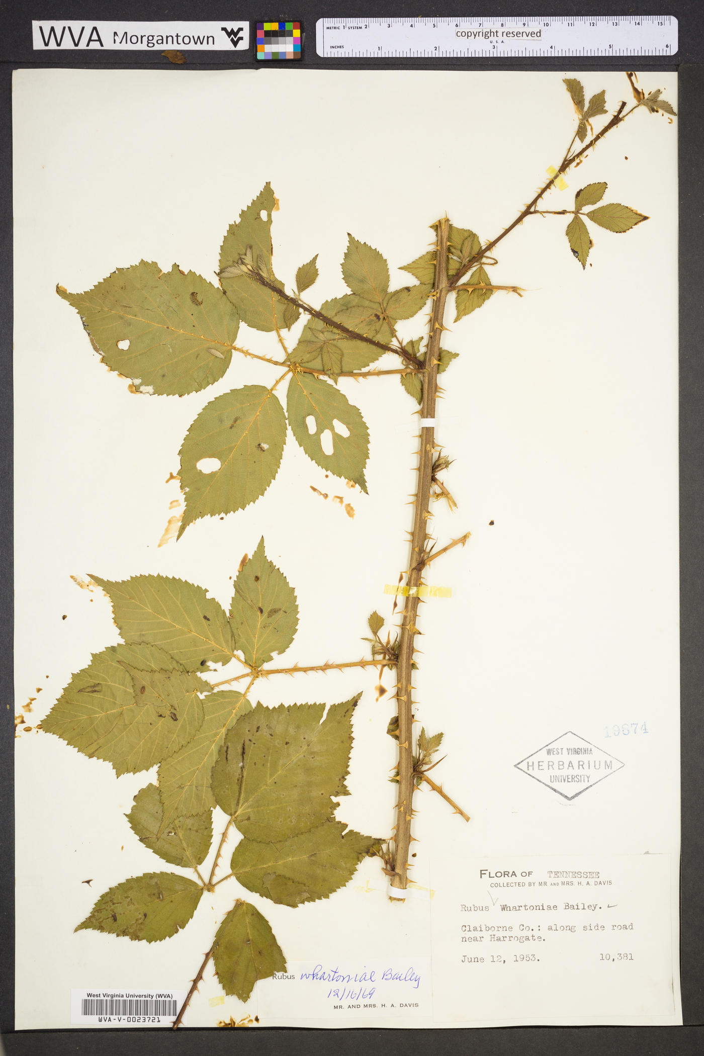 Rubus whartoniae image