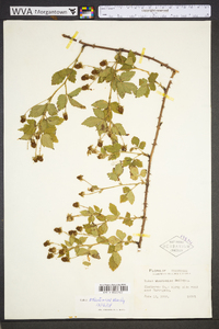 Rubus whartoniae image