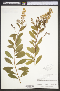 Spiraea alba image