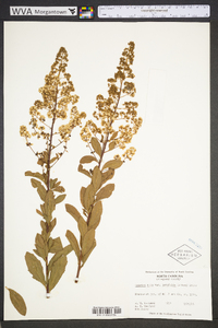 Spiraea alba image