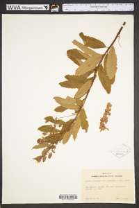 Spiraea douglasii image