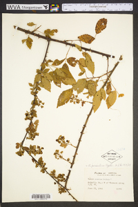 Rubus persistens image