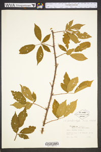 Rubus persistens image