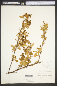 Image of Rubus randolphiorum