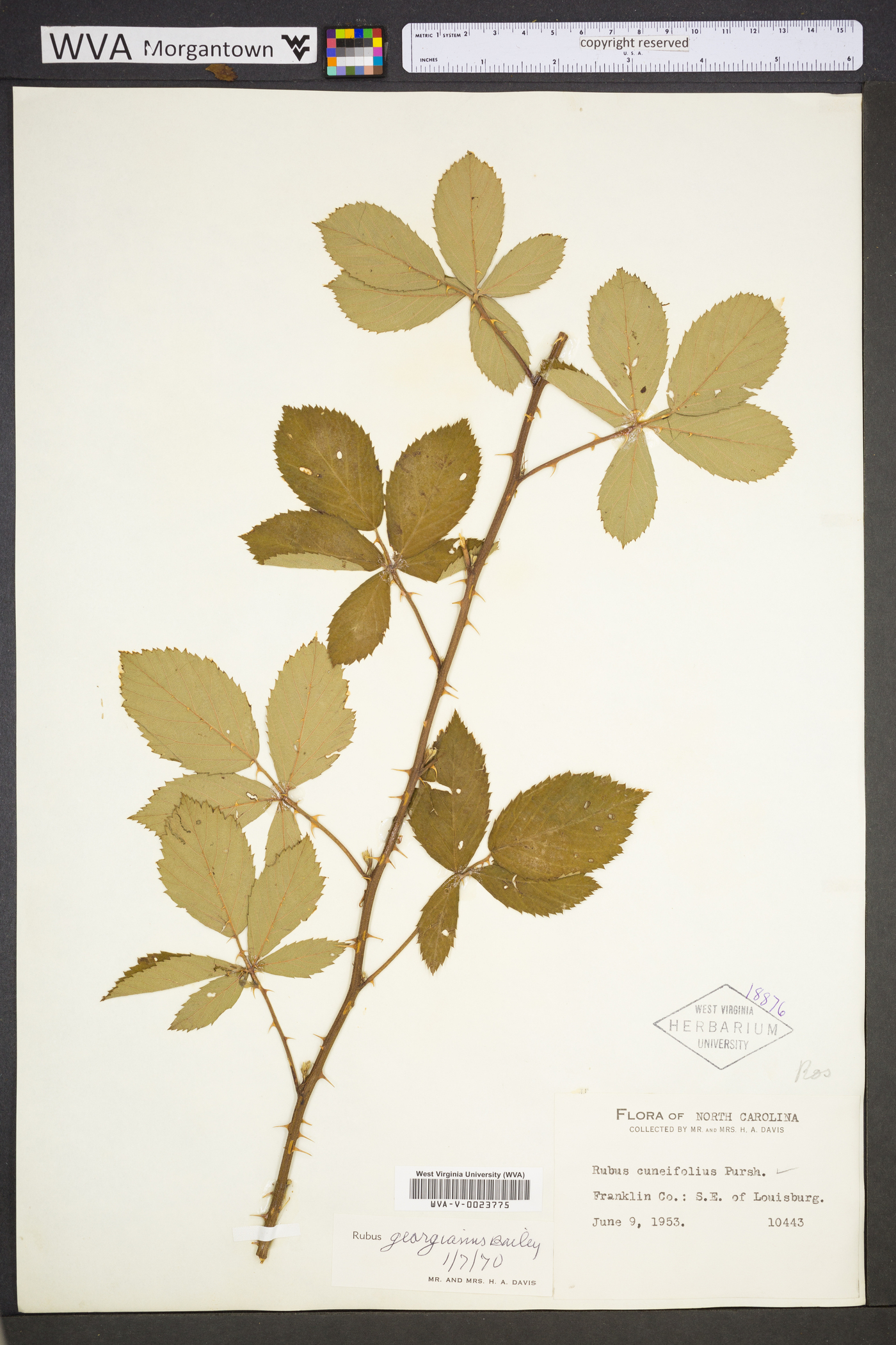 Rubus randolphiorum image