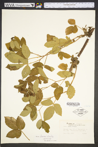 Rubus randolphiorum image