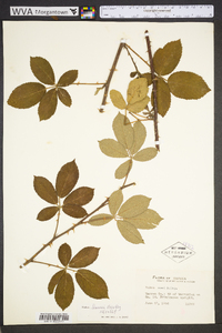 Rubus randolphiorum image